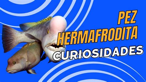 Hermafroditos cam4